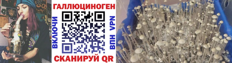 Галлюциногенные грибы Cubensis  Высоцк 